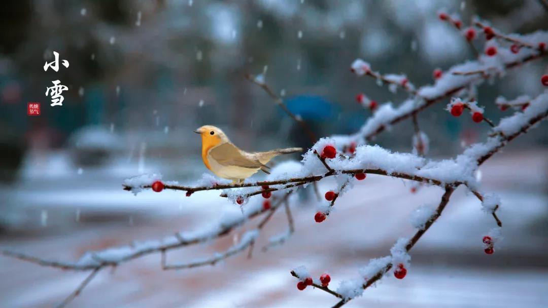 小雪 ▎等一地雪白，與歲月慢酌